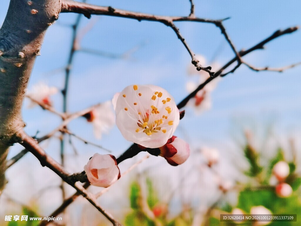 晴日枝头白梅初绽