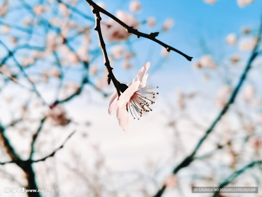 春日花枝