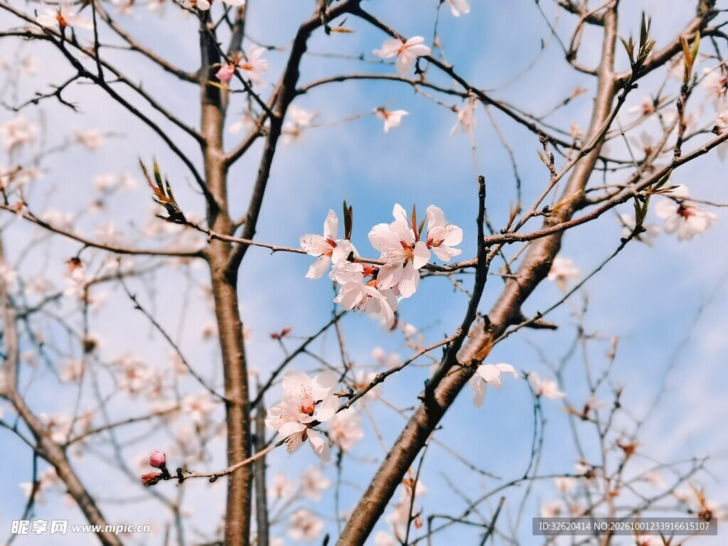 春日花枝映蓝天