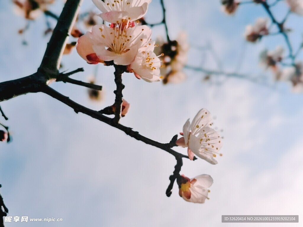 春日花枝