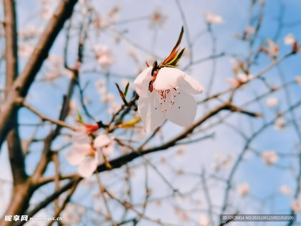 春日枝头粉花绽放