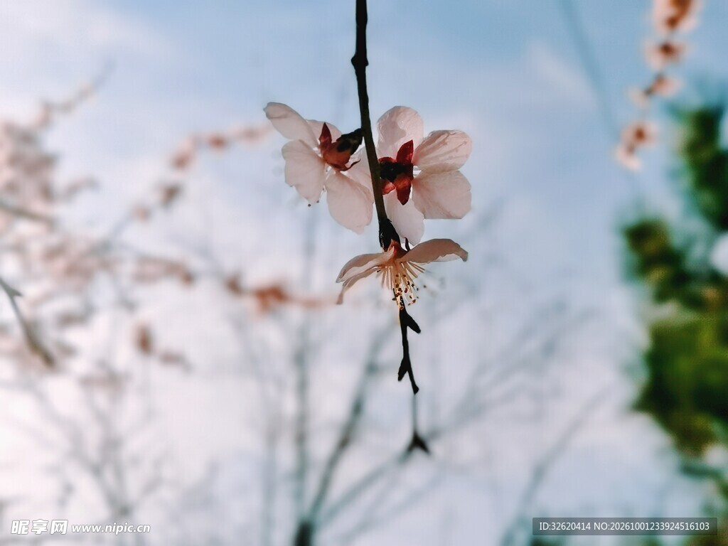 春日花枝