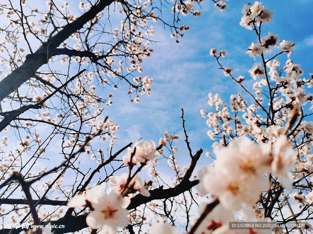 春日繁花映蓝天