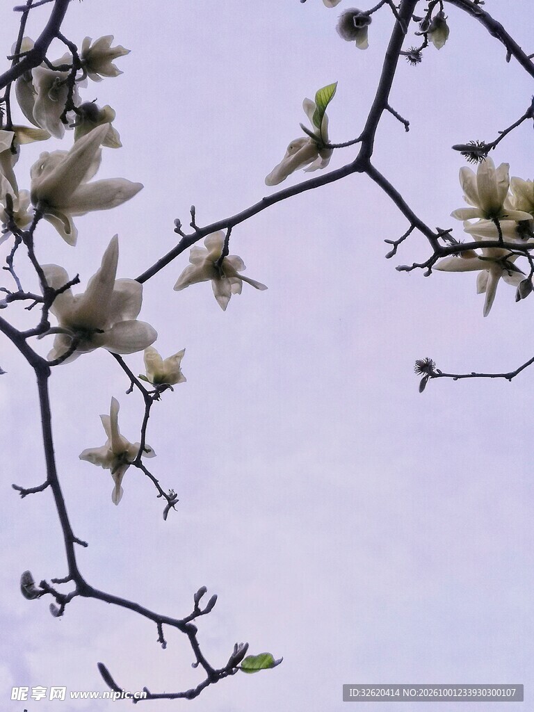玉兰花枝