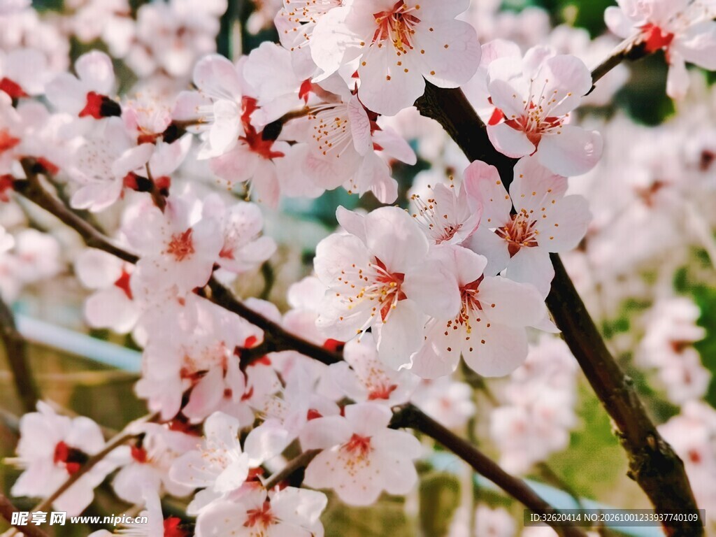 春日枝头繁花盛开