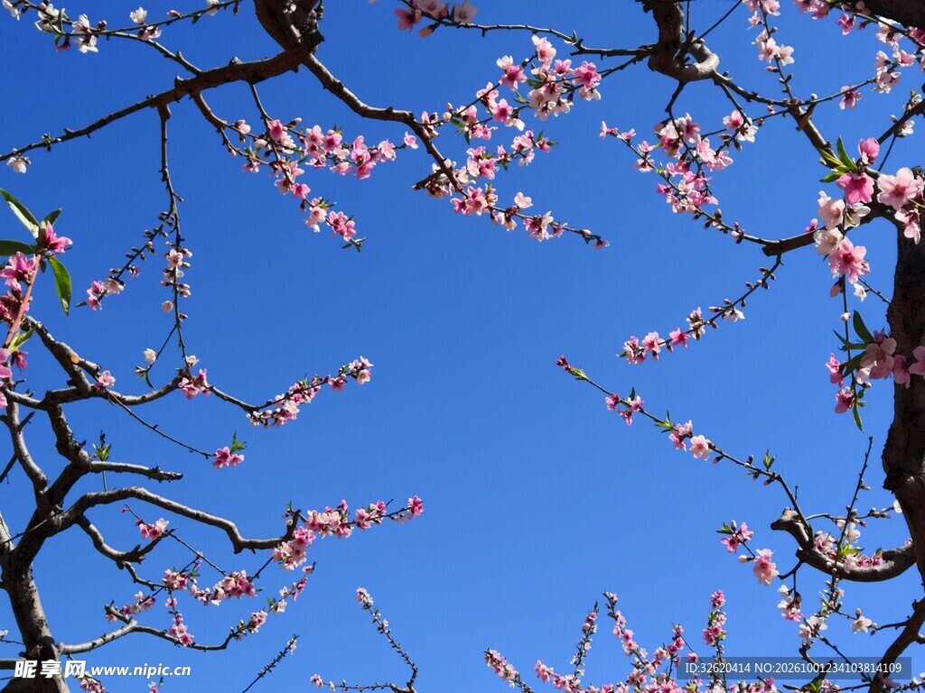 蓝天映衬春日花枝