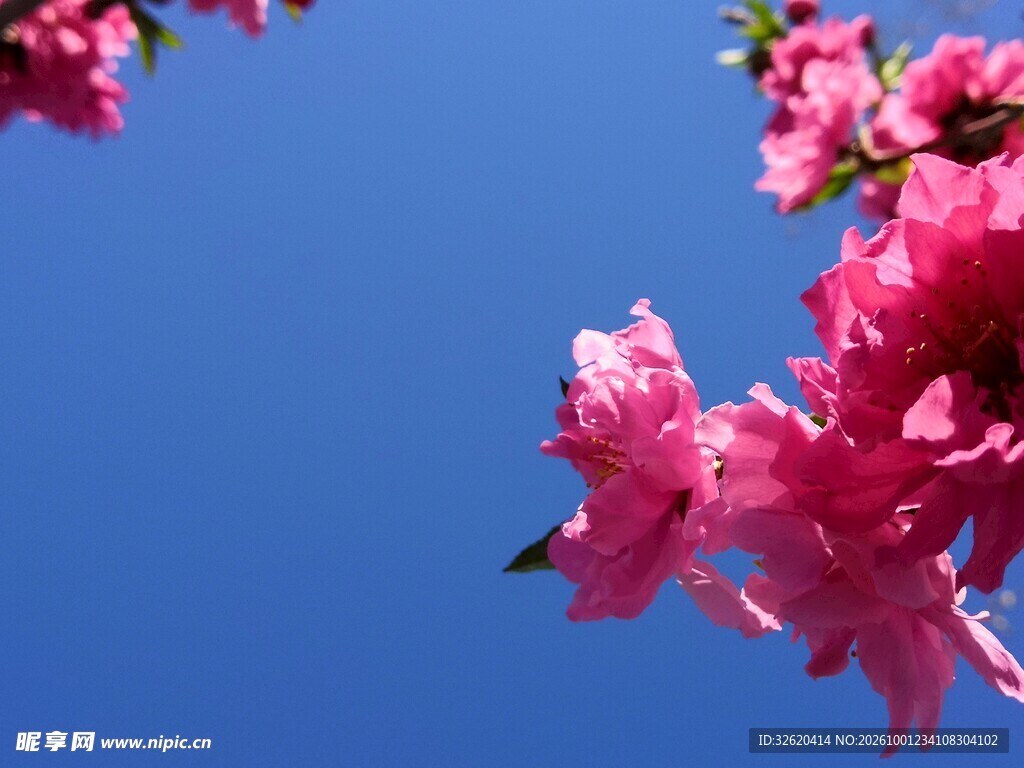 桃花