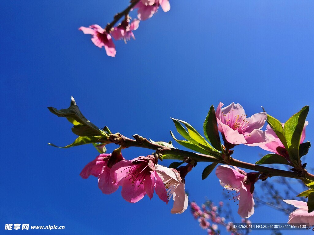 蓝天映衬粉色桃花