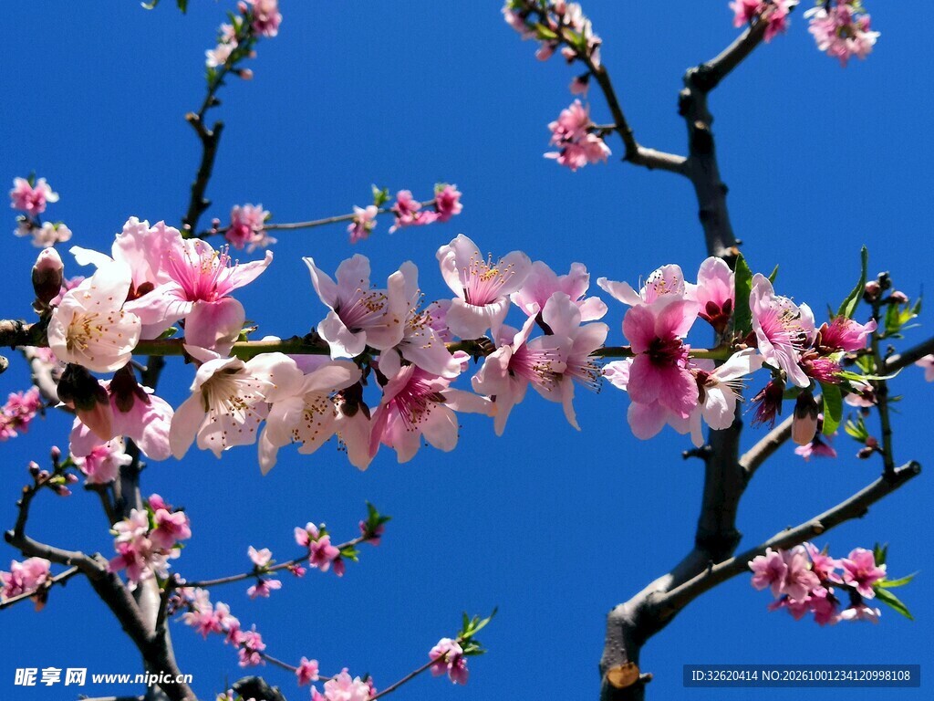 蓝天映衬粉色花枝