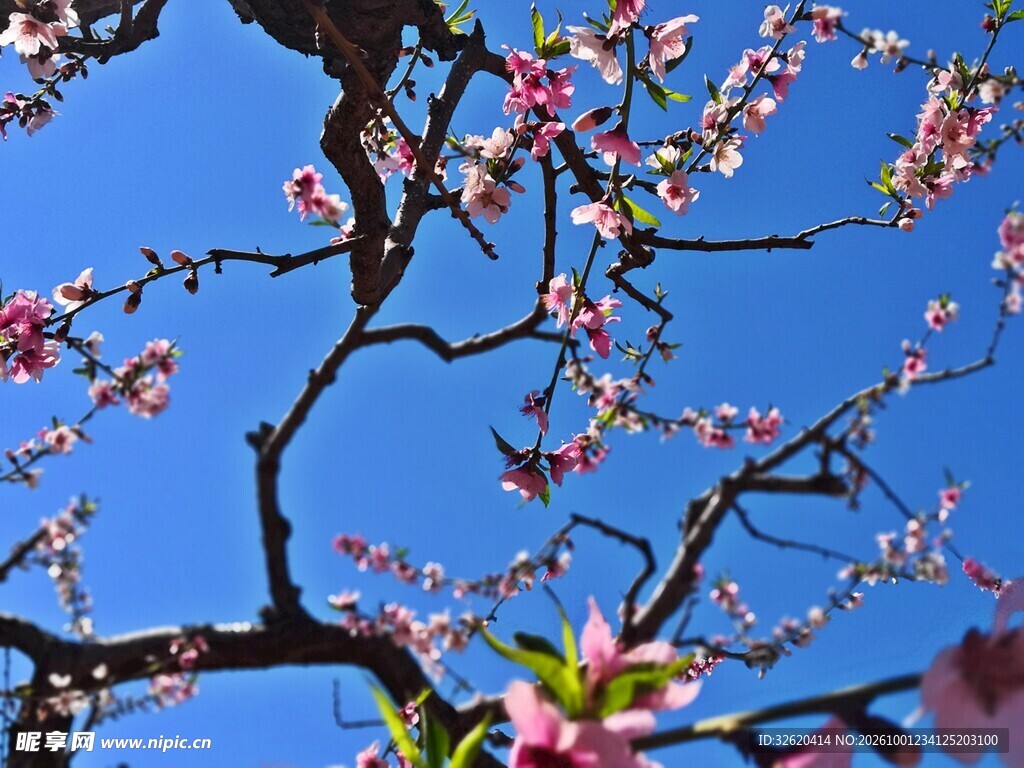 春日桃花枝