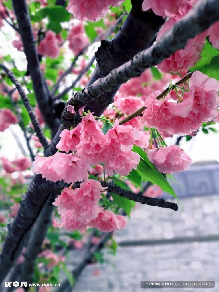 樱花