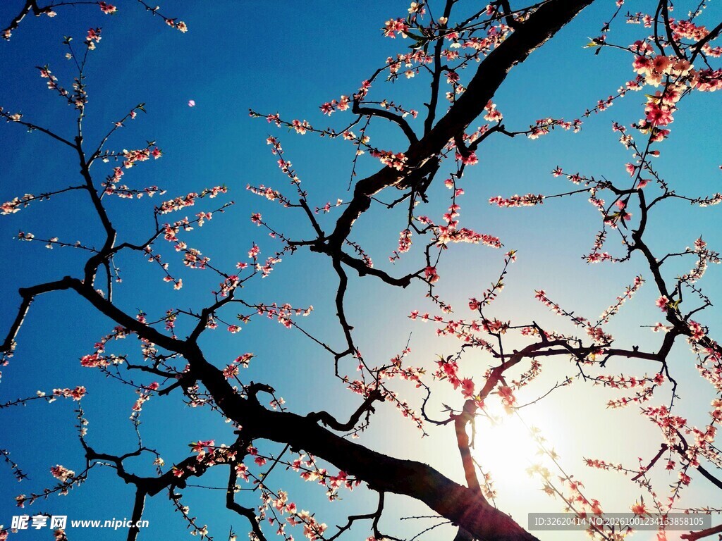 春日晴空花枝剪影