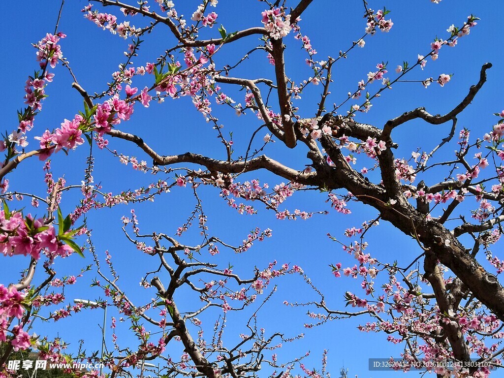 蓝天春日桃花枝