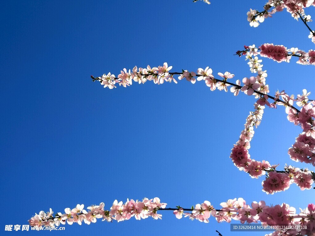晴空下的春日花枝