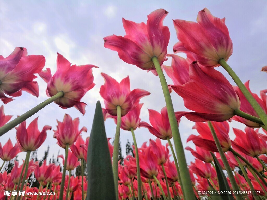 郁金香花海