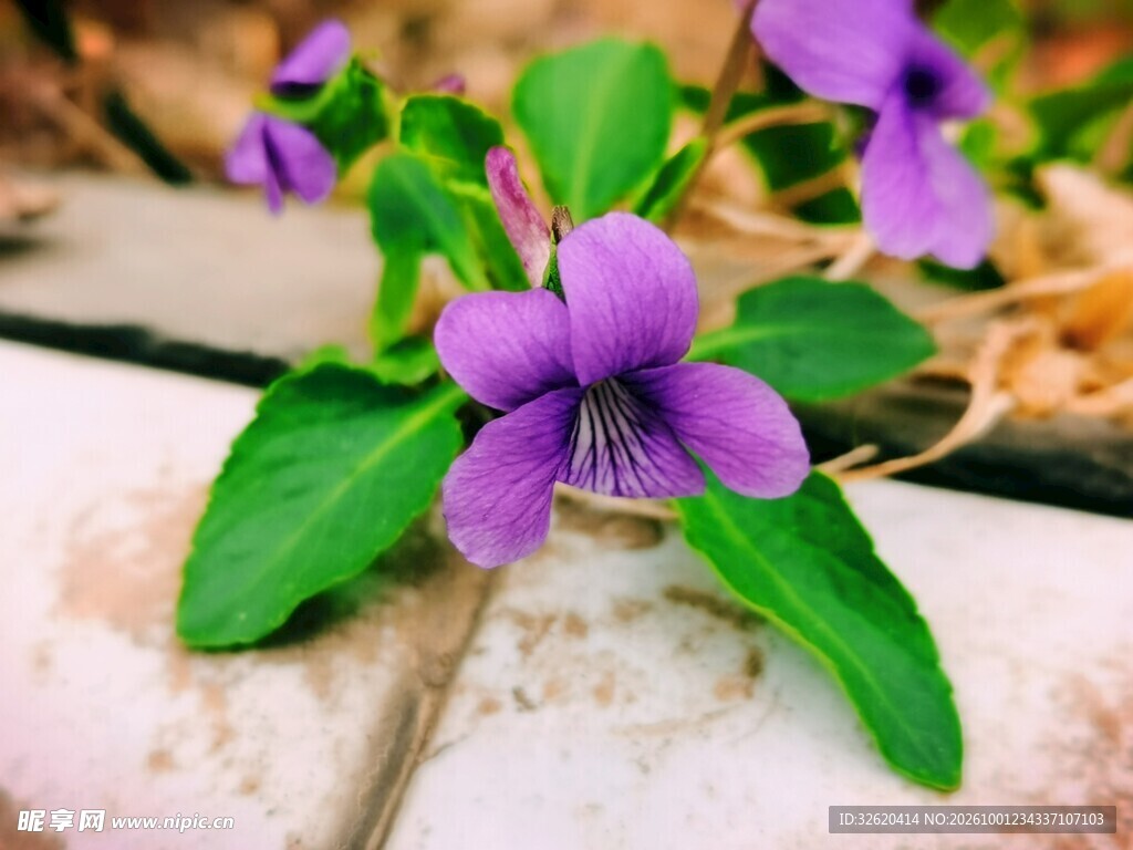 紫花地丁花卉
