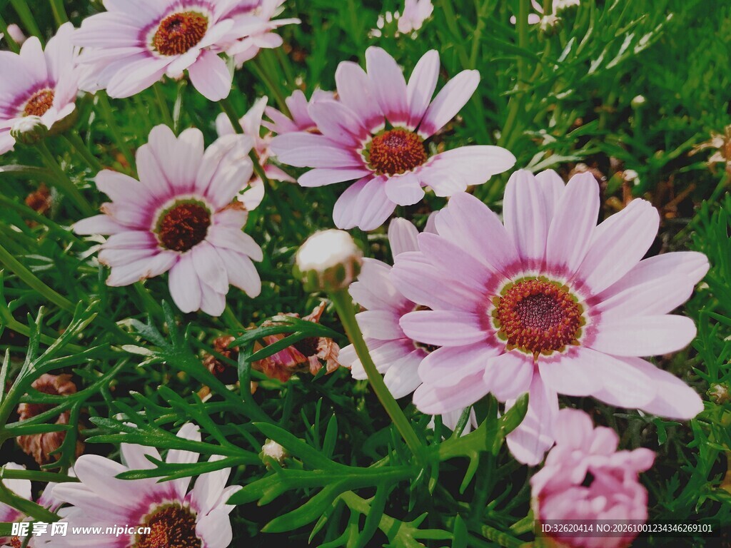 雏菊