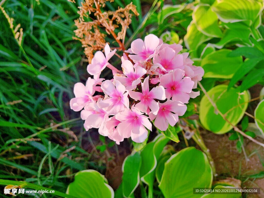 粉色簇生花卉