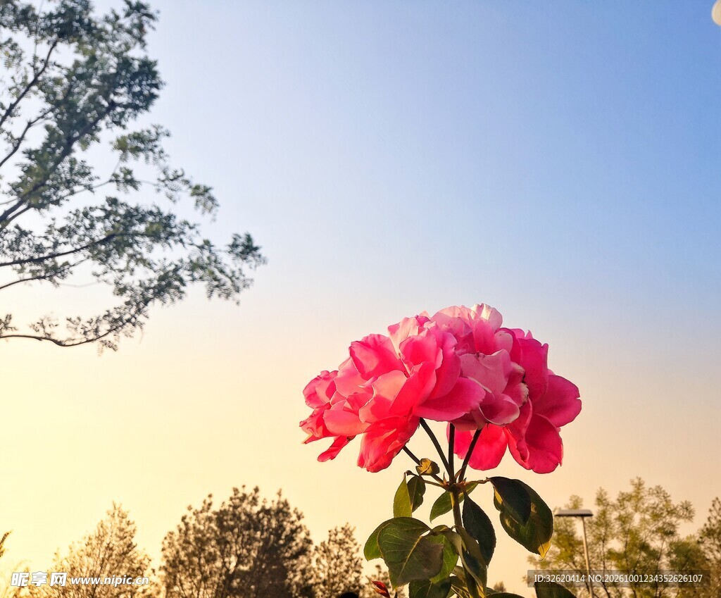 月季花