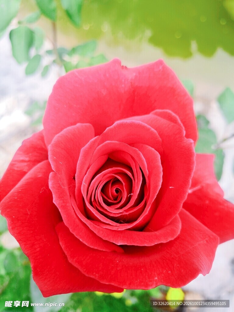 红玫瑰
