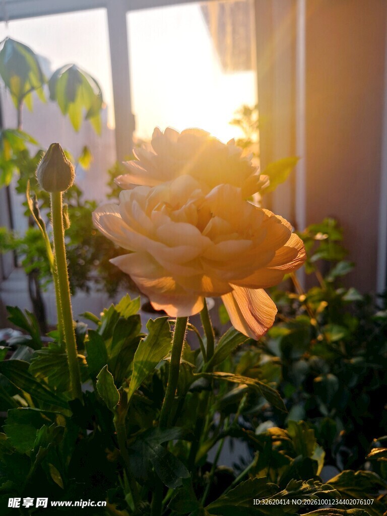 暖调鲜花