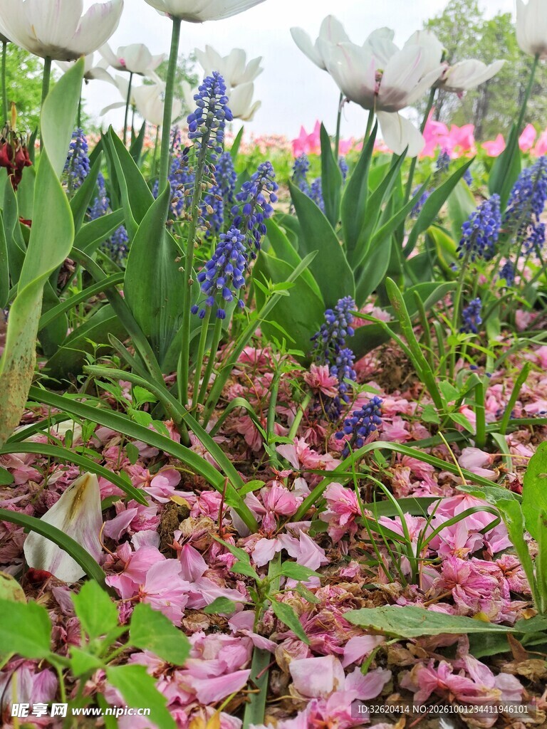 春日花园花草景观
