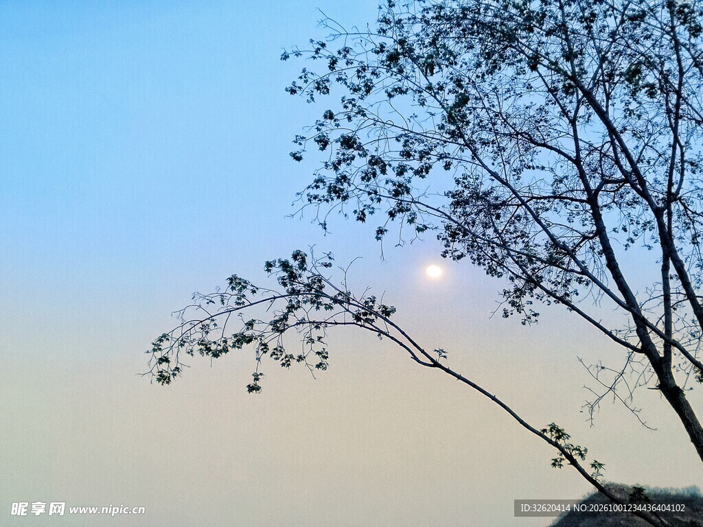 晨雾树影晴空暖阳
