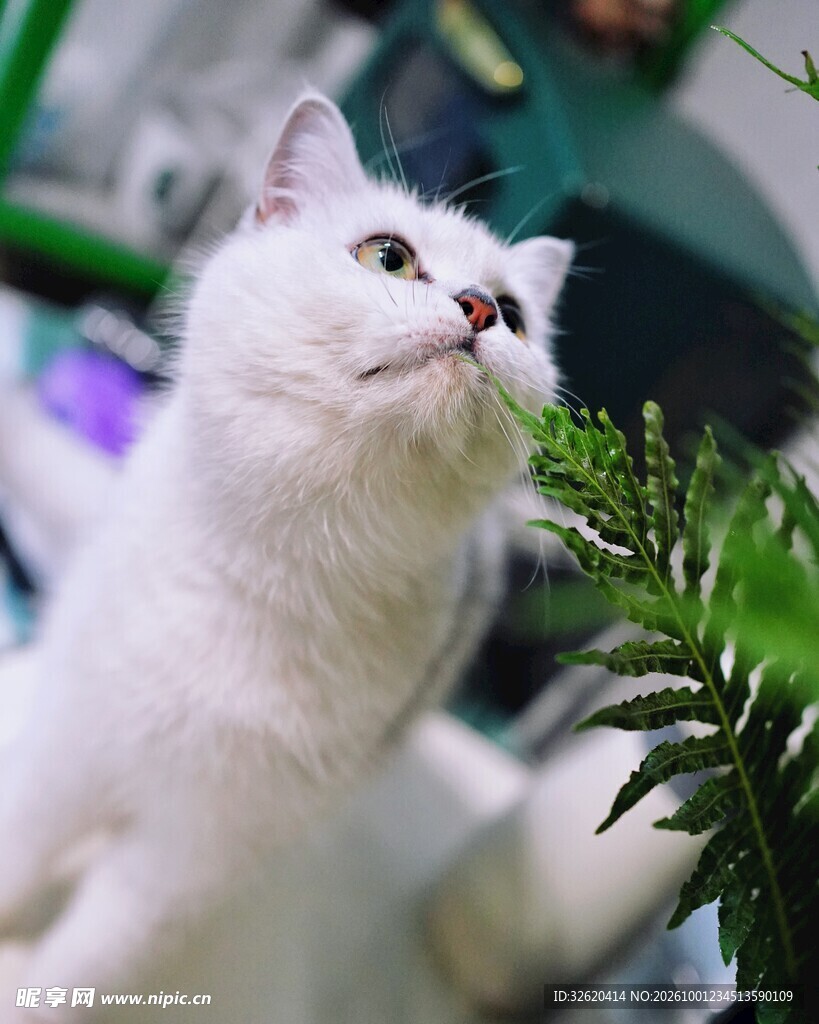小白猫