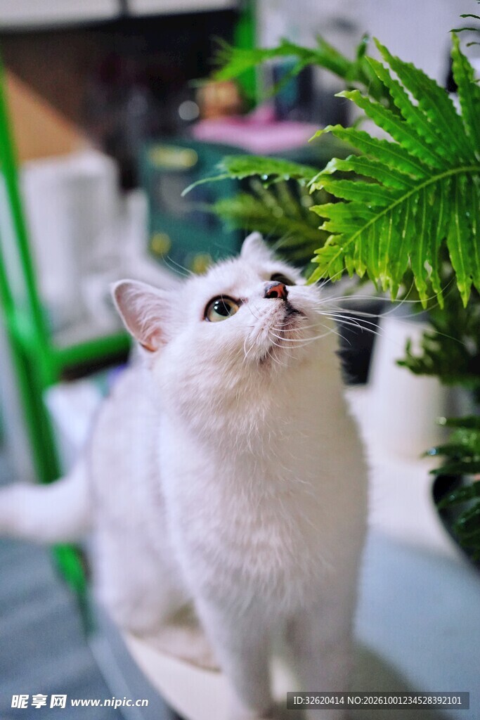 小白猫