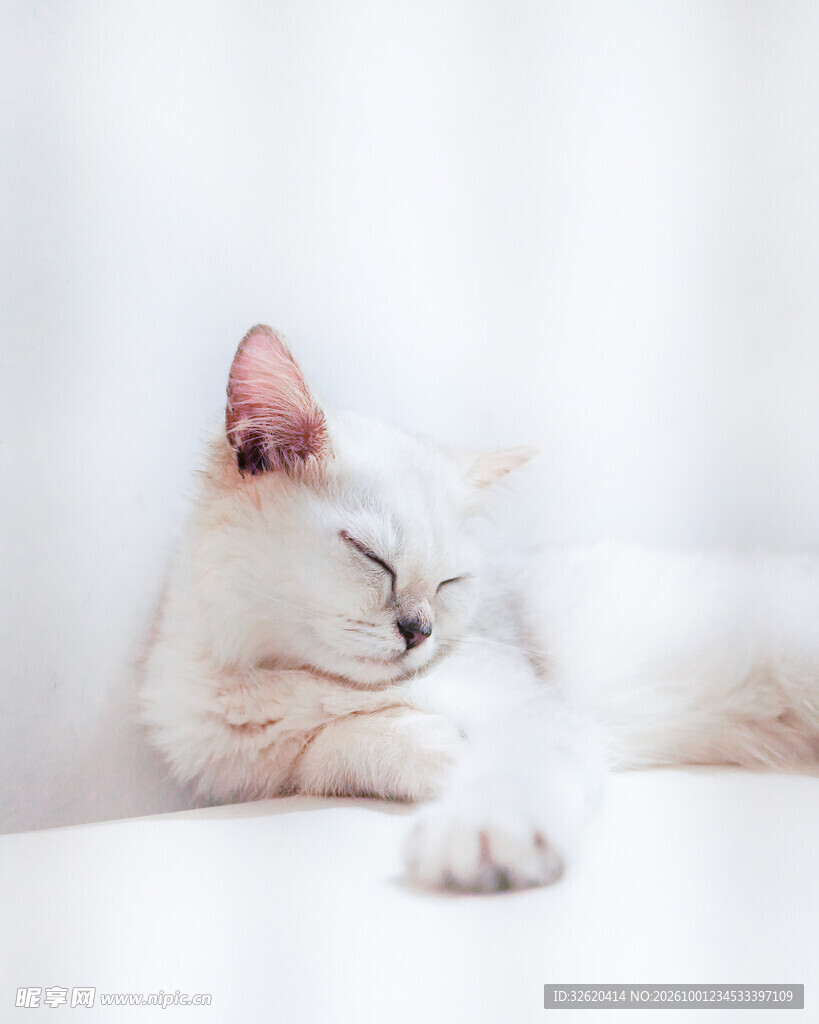 小白猫