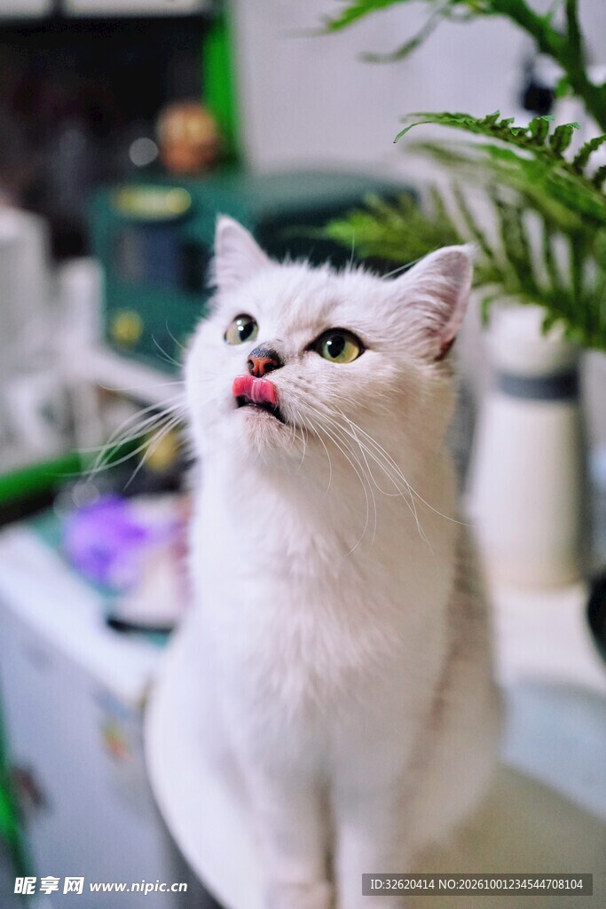 小白猫