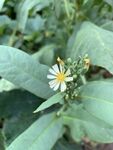 莴苣笋花