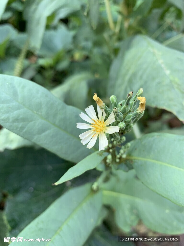 莴苣笋花