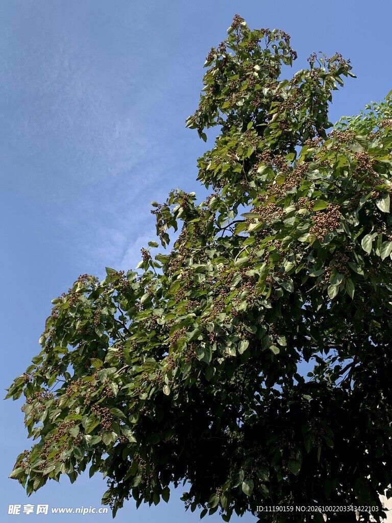拐枣树