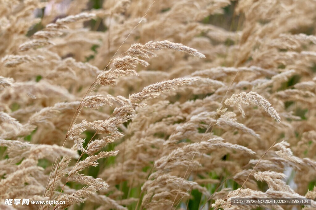 暖调毛绒草丛特写