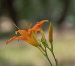 橙色萱草花特写