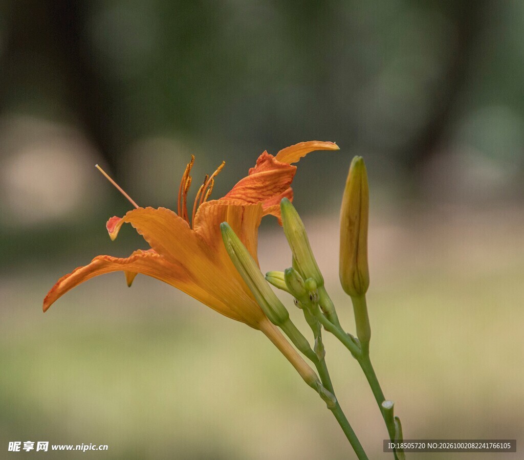 橙色萱草花特写