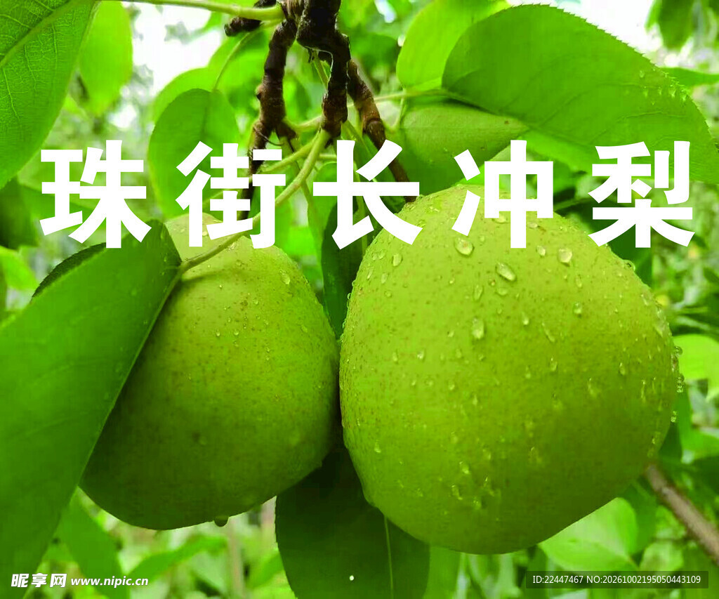 珠街长冲梨