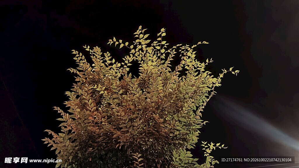暗背景暖光草丛特写