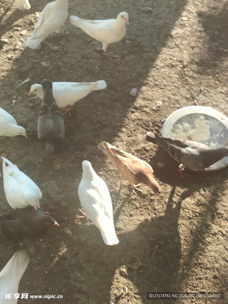 地面觅食的白鸽群