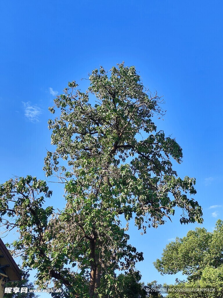 晴空下的葱郁树木