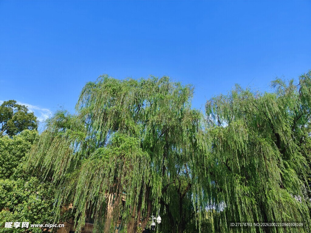 晴空下的垂柳