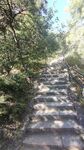 林间石阶步道风光