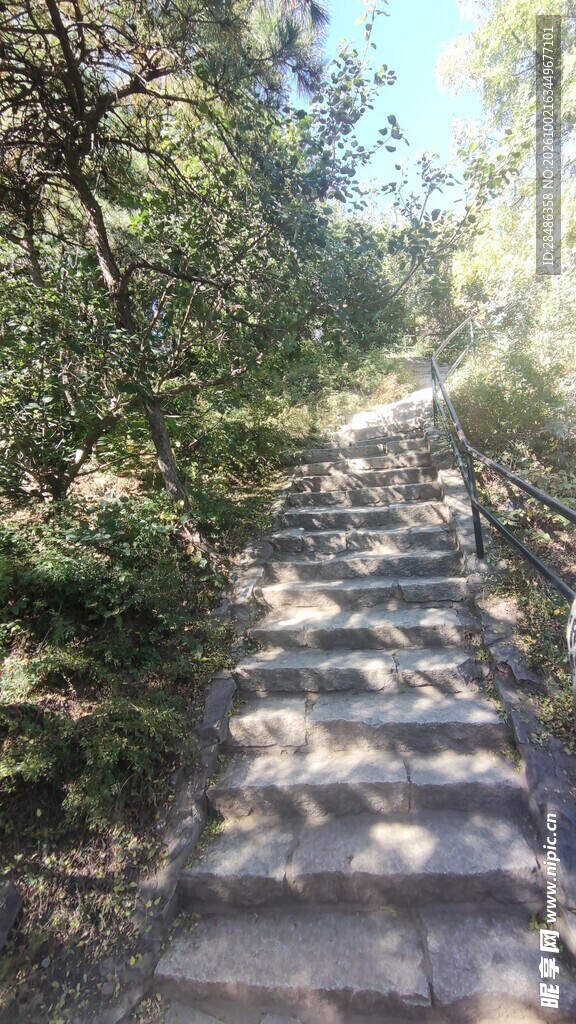 林间石阶步道风光