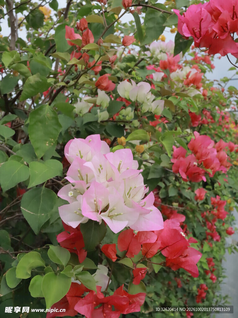 三角梅