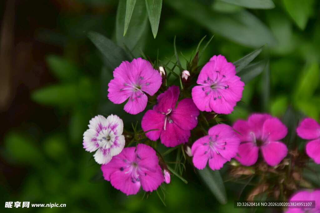 石竹花