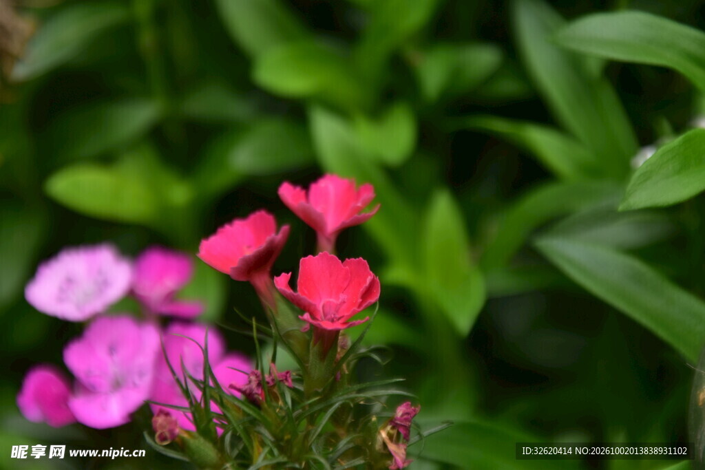 石竹花