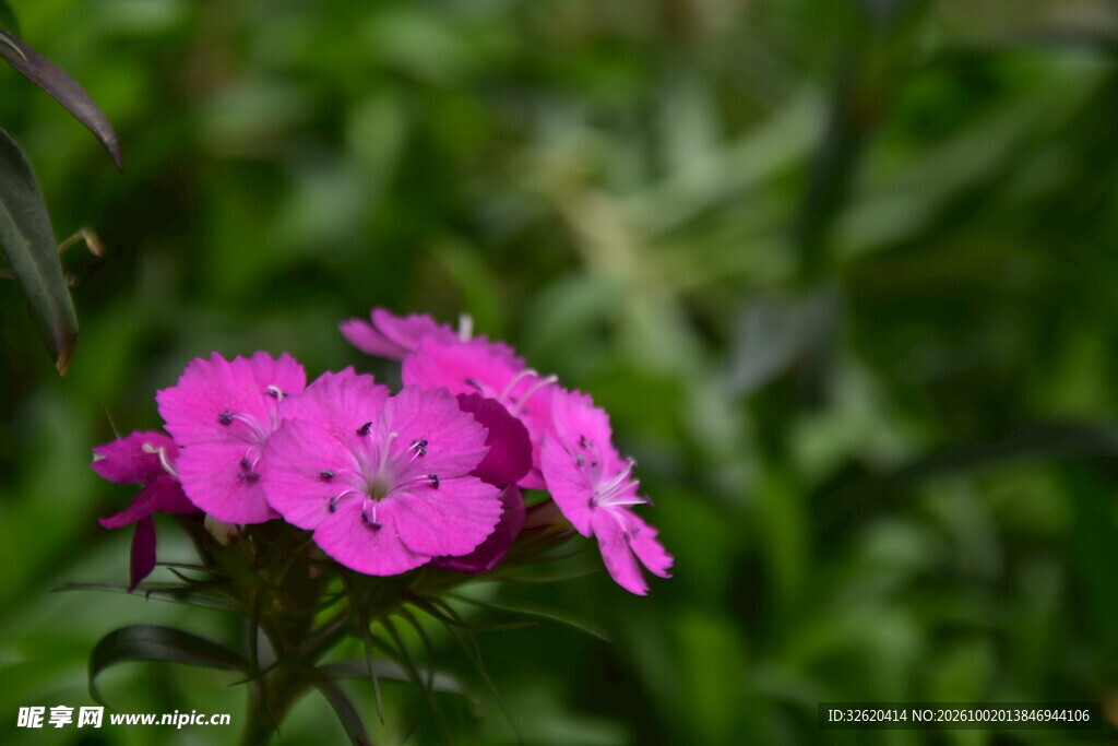 石竹花