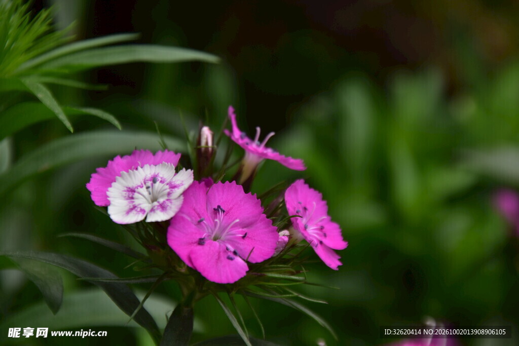 石竹花