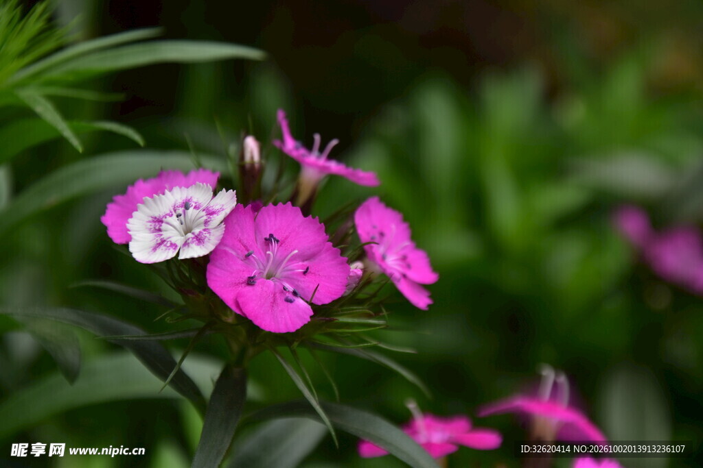 石竹花